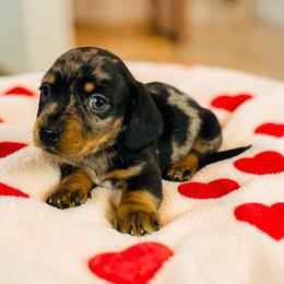 Bambi - Dapple male Dachshund puppy in Magnolia, Texas from Carrie’s Countryside Dachshunds