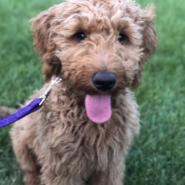 Goldendoodle Puppies from Amberdoodles