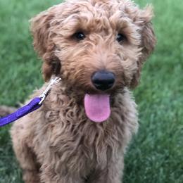 Goldendoodle Puppies from Amberdoodles