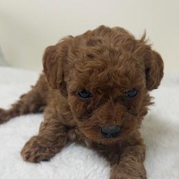 Girl 2 - Red  female Goldendoodle puppy in Haleyville, Alabama from Susan’s Prefurred Doodles