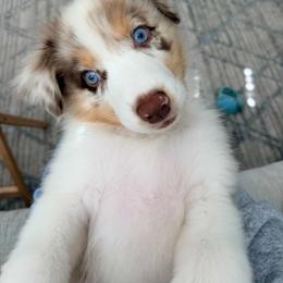 Australian Shepherd Puppies from Knight's Aussies