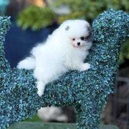 Leon - Black parti male Pomeranian puppy in Stockton, California from Pommiepalace