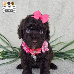 Lt Pink - Chocolate female Goldendoodle puppy in Rockledge, Florida from Stormie's Doodles