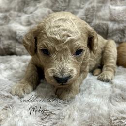 Midas - Cream male Goldendoodle puppy in Rienzi, Mississippi from Saddle Hill Farms