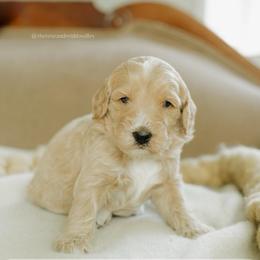 Greg - Apricot male Goldendoodle puppy in Hiddenite, North Carolina from Rose and Reid Doodles