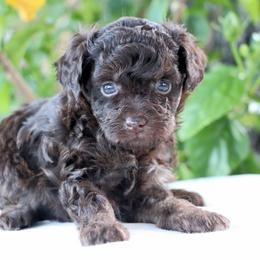 Robin - Brown male Poodle puppy in Goliad, Texas from Sassy Lil Aussies and Diamond W Poodles