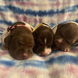 German Shorthaired Pointer and Jack Russell Terrier Puppies from Ivy Creek Kennels