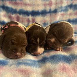 German Shorthaired Pointer and Jack Russell Terrier Puppies from Ivy Creek Kennels