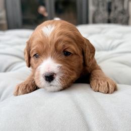 Yellow Girl - Apricot female Goldendoodle puppy in Twin Falls, Idaho from Magic Valley Family Doodles