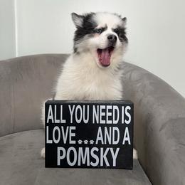 Kristoff - Blue male Pomsky puppy in Henderson, Kentucky from Paris Pomskies