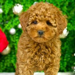 Reggie - Apricot male Goldendoodle puppy in Brandon, Florida from Murphys Doodles
