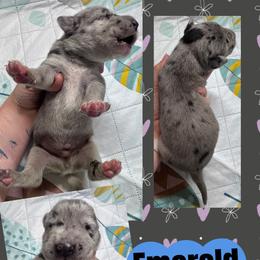 Emerald - Merle male Great Dane puppy in Wellsville, New York from Prophecy Danes
