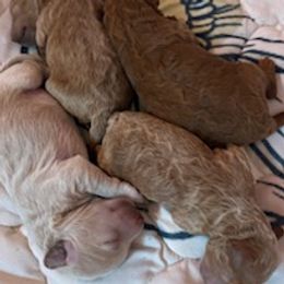 Goldendoodle puppies from Peace, Love, and Puppies at the Creek
