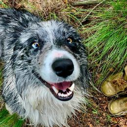 Ben - Border Collie