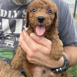 Ernie - Red male Cavapoo puppy in Osseo, Michigan from Smiths Fluffy butts