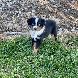 Mr. GoodBar - Blue merle male Miniature Australian Shepherd puppy in Lincoln, California from Country Dreams Mini Aussies