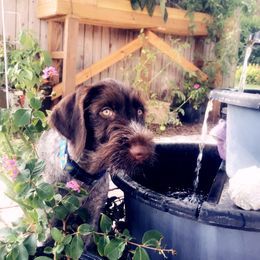 German Wirehaired Pointer Puppies from RipTide Kennels