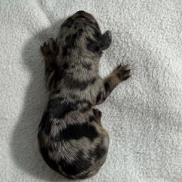 Woody - Dapple male Dachshund puppy in Live Oak, Florida from Johnson’s Weiner Farm