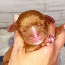 Girl 2 - Cavalier King Charles Spaniel puppy in Spokane, Washington from Treasured Cavaliers of the Pacific Northwest