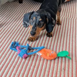 Dachshund Puppies from Salchi Dog miniature dachshunds