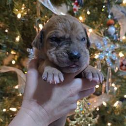Barrel - Merle female Great Dane puppy in Caldwell, Idaho from Miner's Dynamic Danes