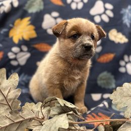 Girl 1 - Red speckled female Australian Cattle Dog puppy in Scurry, Texas from RedHorizon AKC Australian Cattle Dogs (Heelers)