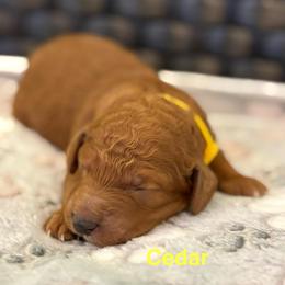Cedar - Red  female Poodle puppy in Union Grove, Alabama from Beltane Bonnies