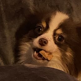 Cookie - Pomeranian
