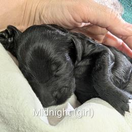 Midnight - Black female Poodle puppy in Vinton, Iowa from Doodles to Love