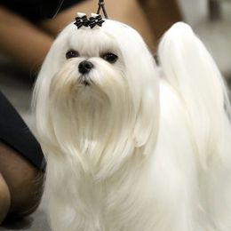 Dayla - Maltese