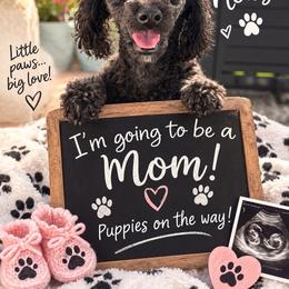 Poodle puppies from Plush Toy Poodle Puppies & Pals