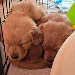 Golden Retriever Puppies from TimberPineGoldens
