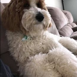 Goldendoodle Puppies from Lakeshore Doodles