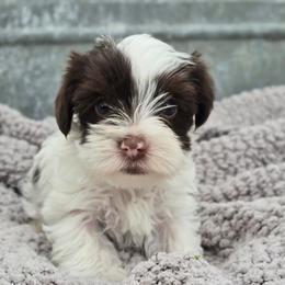 Rocky-Leibin - Chocolate, tan and white male Yorkshire Terrier puppy in Mountain Grove, Missouri from Precious Puppies