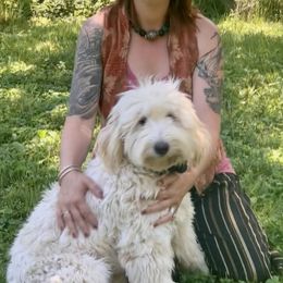 Goldendoodles from Queen City Goldendoodles