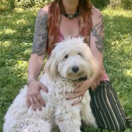 Goldendoodles from Queen City Goldendoodles
