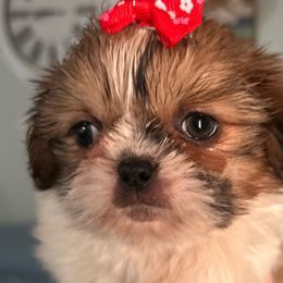 Dianna’s girl 2 red bow - Red and white female Shih Tzu puppy in Marion County, Tennessee from Jenkins Puppy Paradise