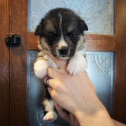 Vera - Black and tan female Pembroke Welsh Corgi puppy in Coleman, Michigan from Salt Creek Farm Dogs