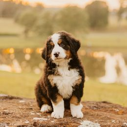 Female- Pink Collar - Black rust and white Bernese Mountain Dog puppy in Winslow, Arkansas from Brentwood Berners