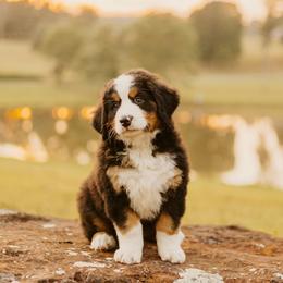 Female- Pink Collar - Black rust and white Bernese Mountain Dog puppy in Winslow, Arkansas from Brentwood Berners