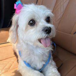 Lola - Maltipoo