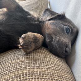River - Blue and tan male Dachshund puppy in Bentonville, Arkansas from Boujee Buns Dachshunds