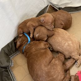 Goldendoodle Puppies from Angel’s Goldendoodle Pups