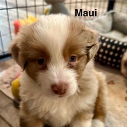 Maui - Red merle male Miniature American Shepherd puppy in Florseville, Texas from Ashber Farm