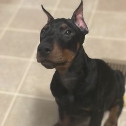 Doberman Pinscher and Labrador Retriever Puppies from Mississippi K9 Kennel