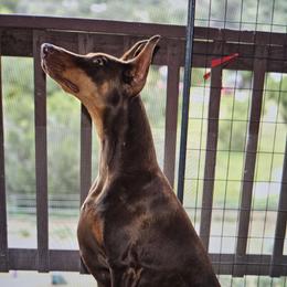 ABBY - Doberman Pinscher