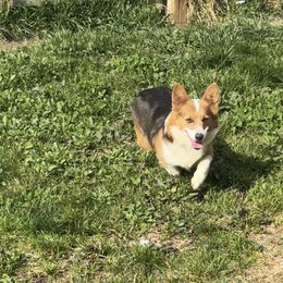 Tally - American Corgi