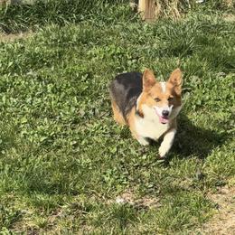 Tally - American Corgi