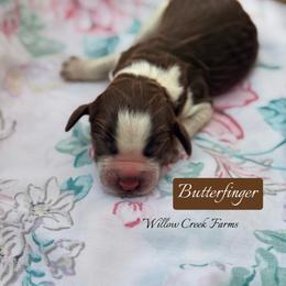 Butterfinger - Liver white and roan male English Springer Spaniel puppy in Uvalda, Georgia from Willow Creek Farms