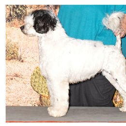Leaf - Portuguese Water Dog